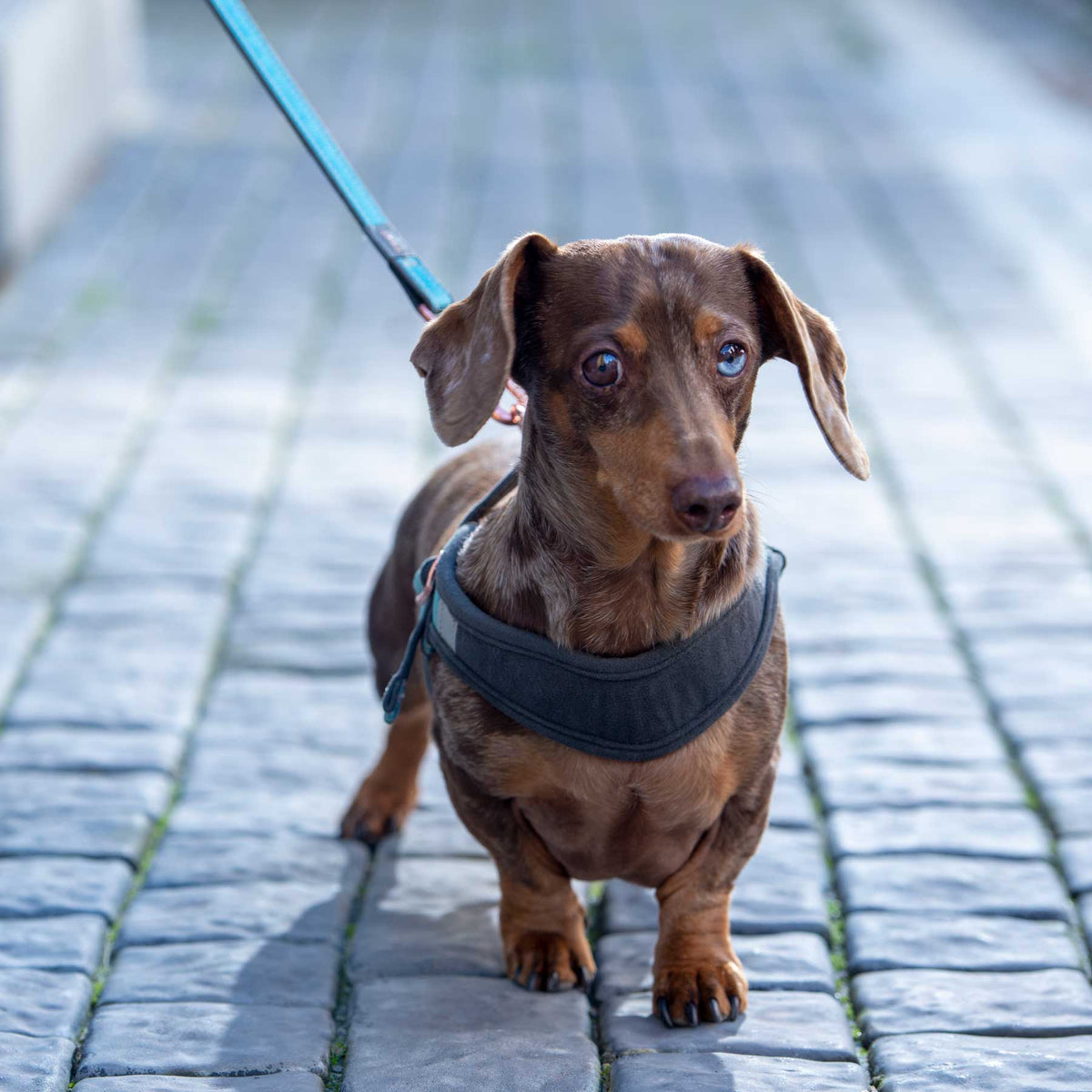 Rogz Urban Small Dog Adjustable Fast Fit Harness