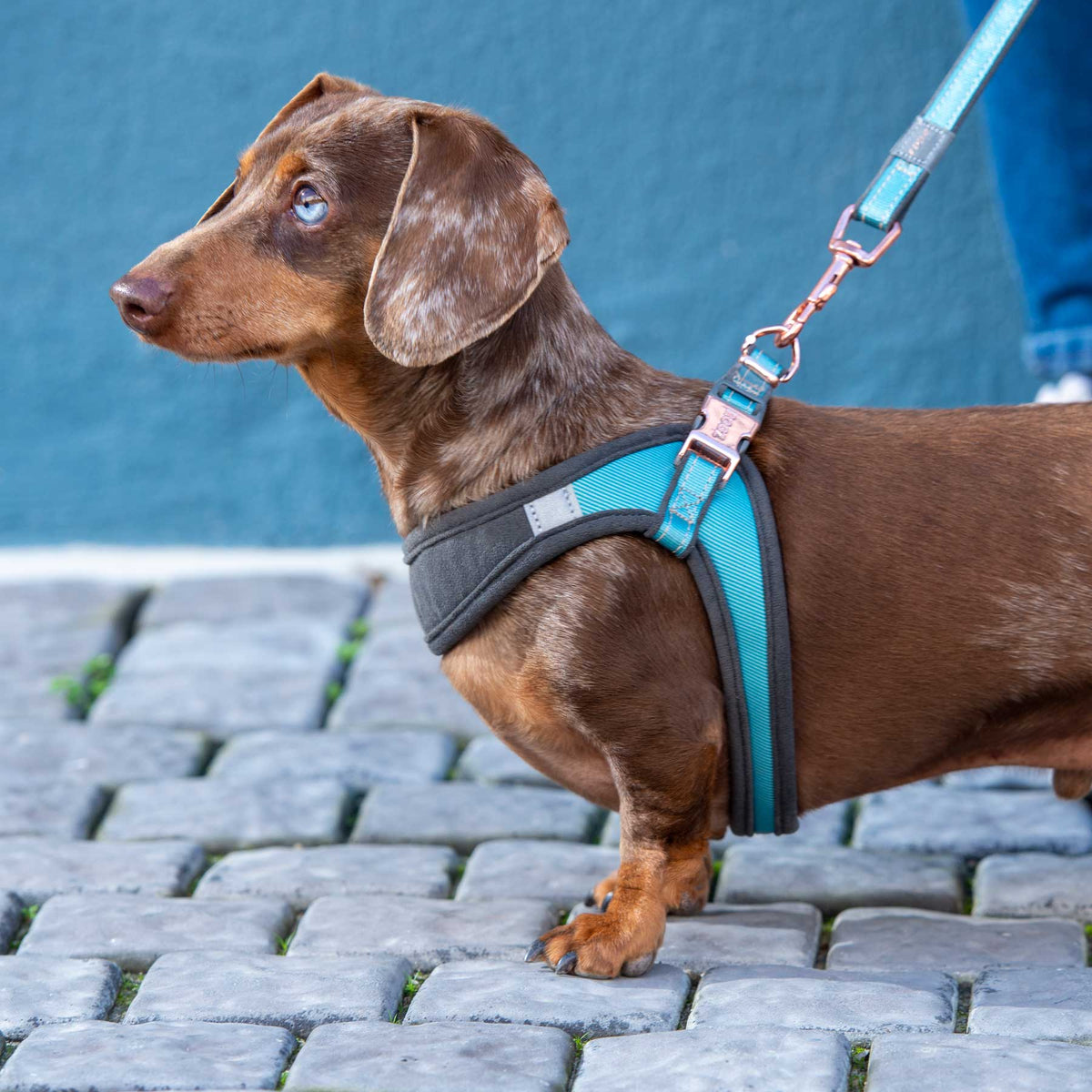 Rogz Urban Small Dog Adjustable Fast Fit Harness