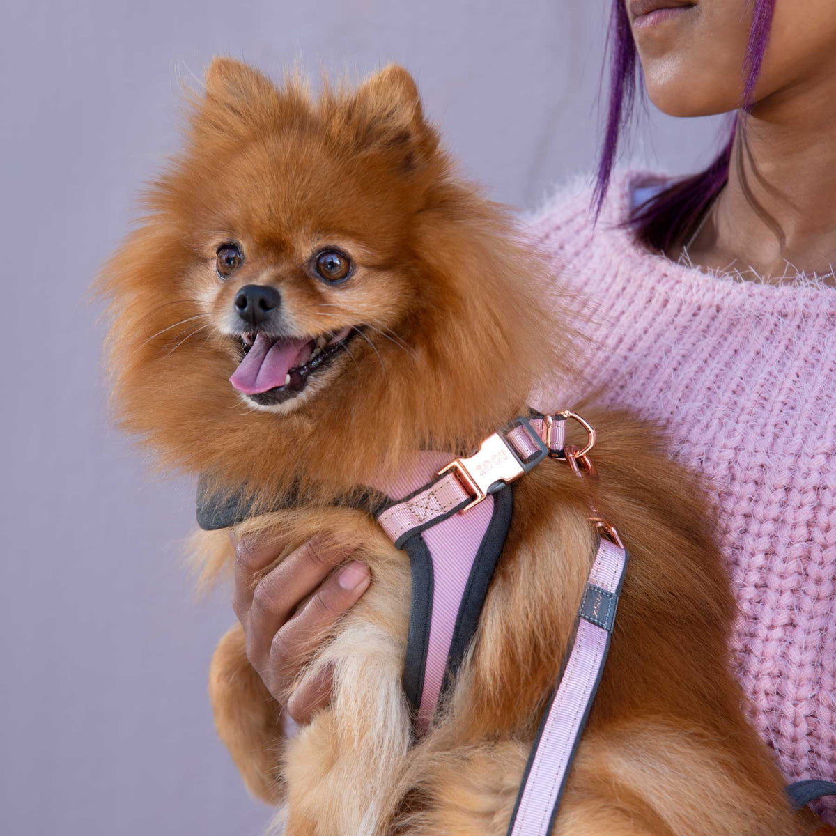 Rogz Urban Small Dog Adjustable Fast Fit Harness