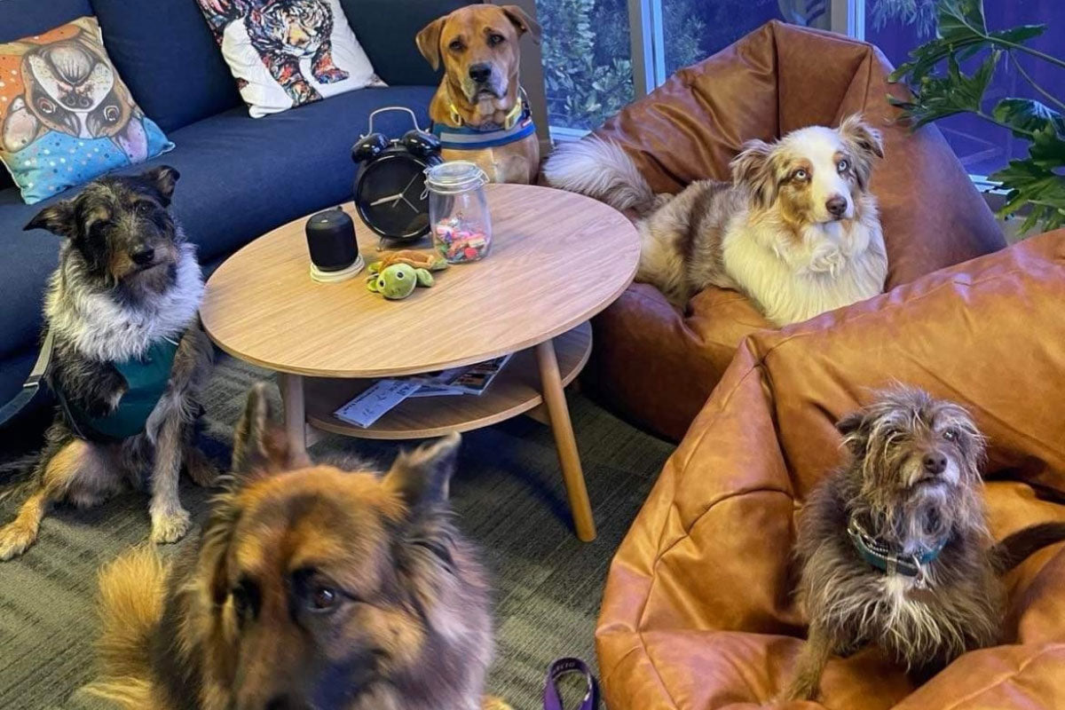 The dogs of vet-n-pet have a meeting in the office