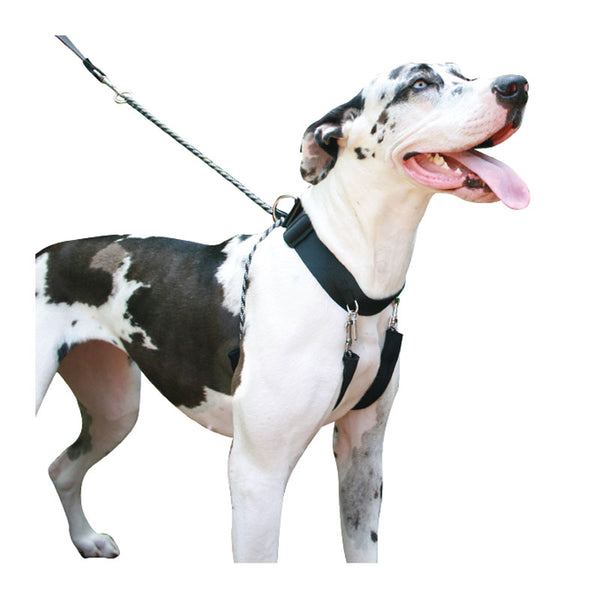 Dog & Puppy Collars, Leads, Leashes, Harness & Muzzles vetnpet