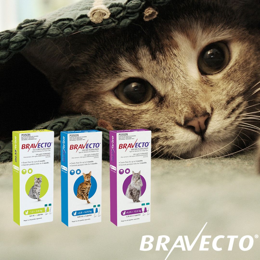 Bravecto Spot-On for Cats
