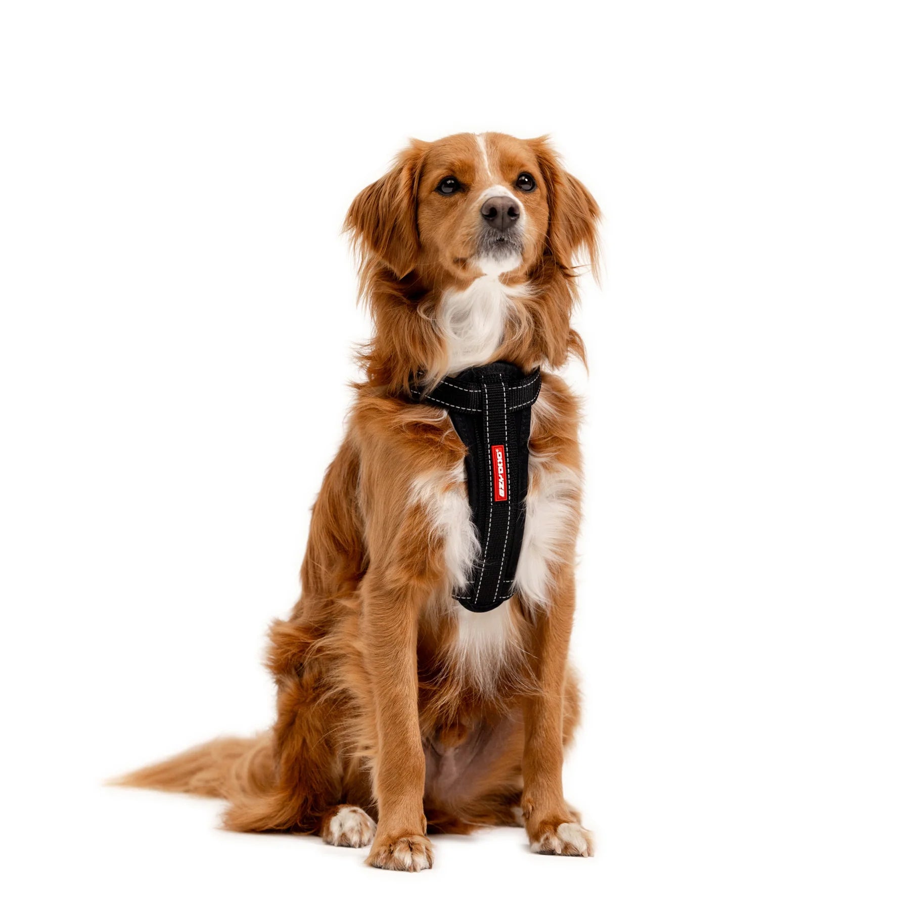 Dog Harnesses - Basic