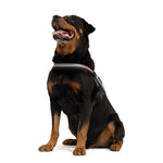 EzyDog Convert Harness