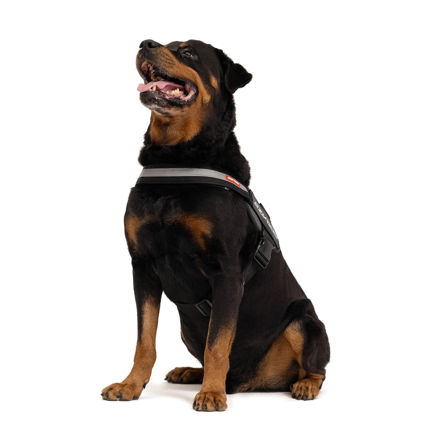 EzyDog Convert Harness