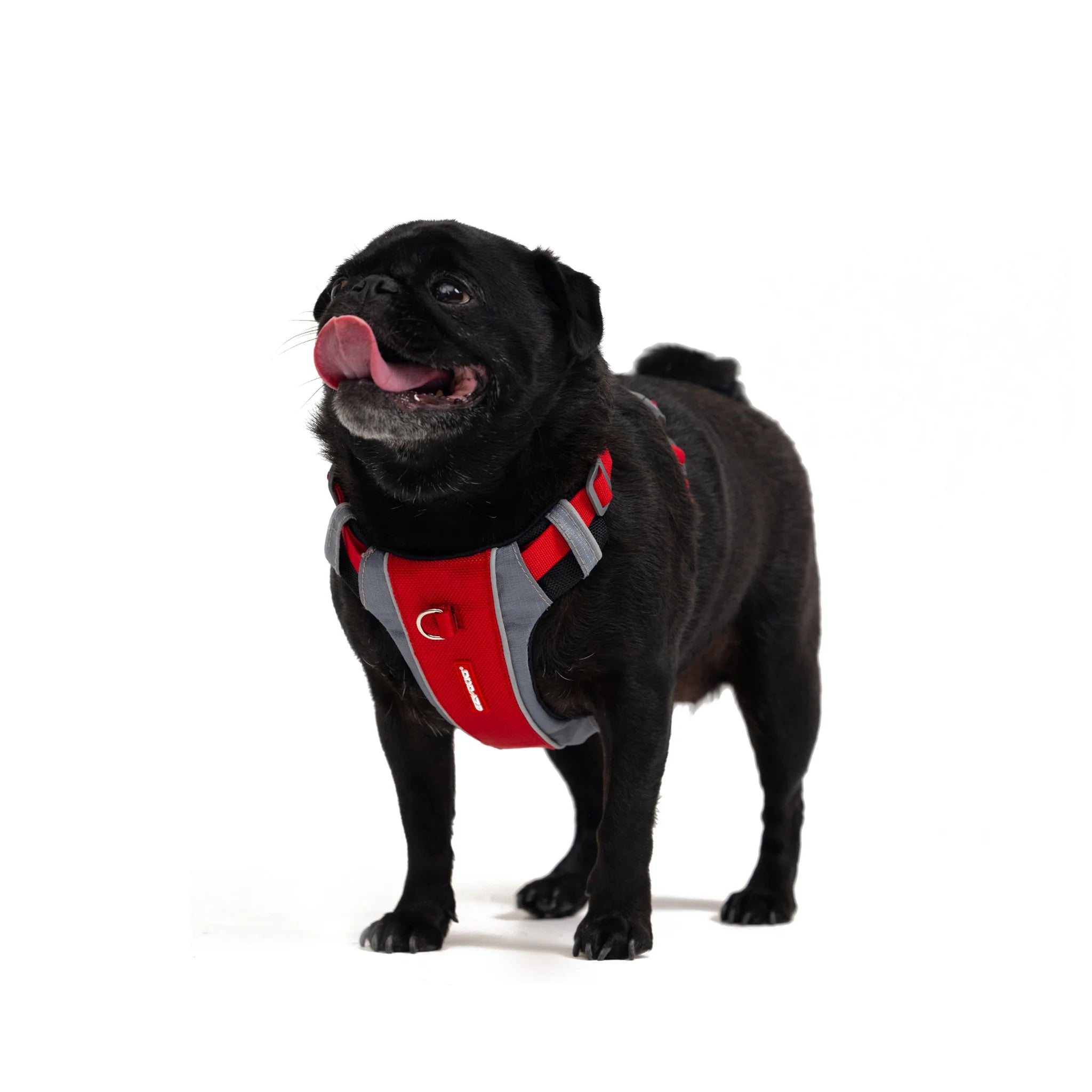 Dog Harnesses - Front Clip