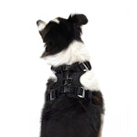 EzyDog Drive Car Safety Harness for Dogs
