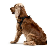 EzyDog Quick-Fit Harness