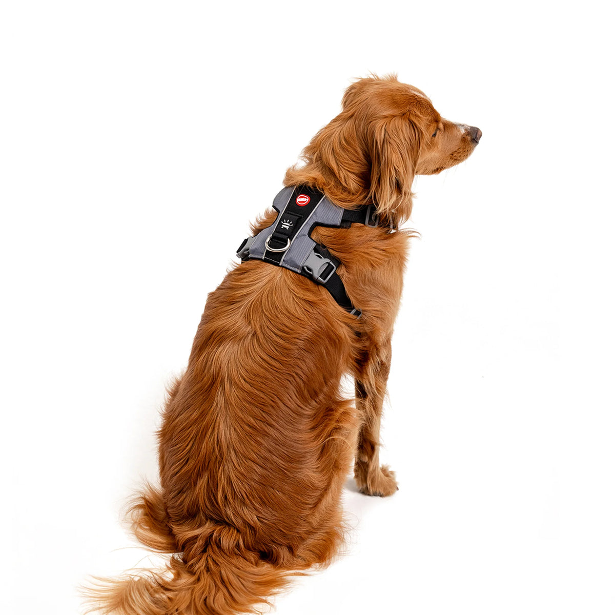 EzyDog X-Link Front Clip Dog Harness