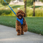 Ruffwear Front Range Harness