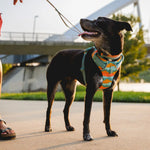Ruffwear Front Range Harness
