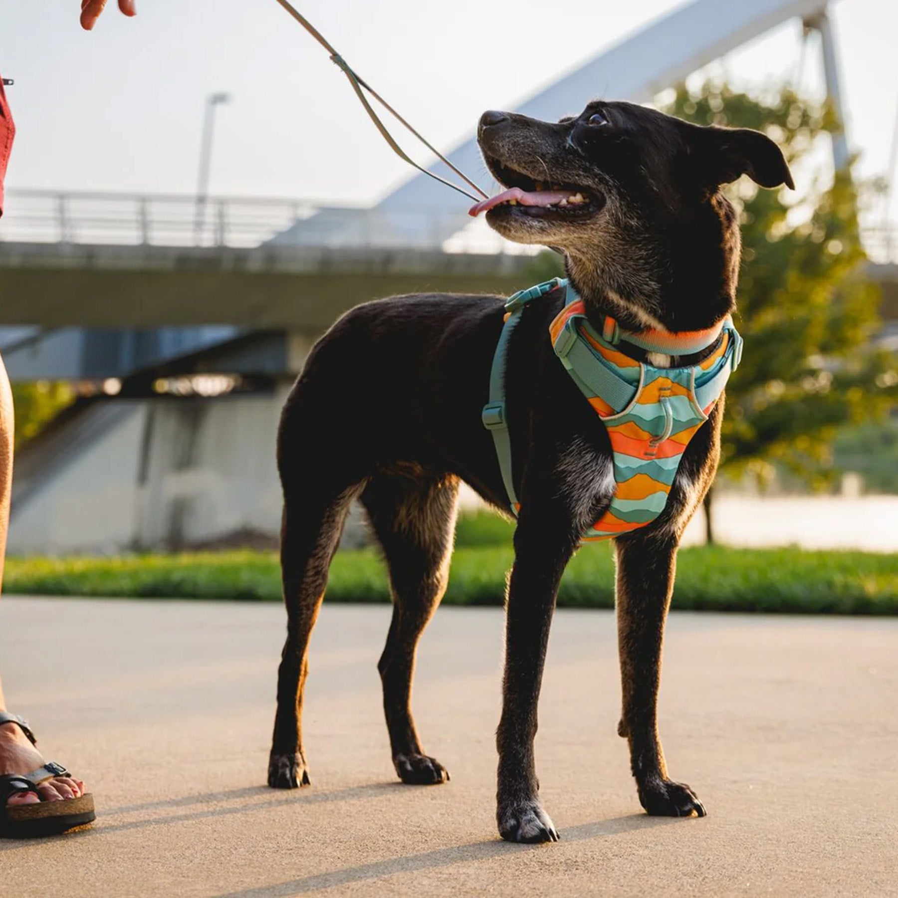 Ruffwear Front Range Harness vet-n-pet DIRECT - Main Image