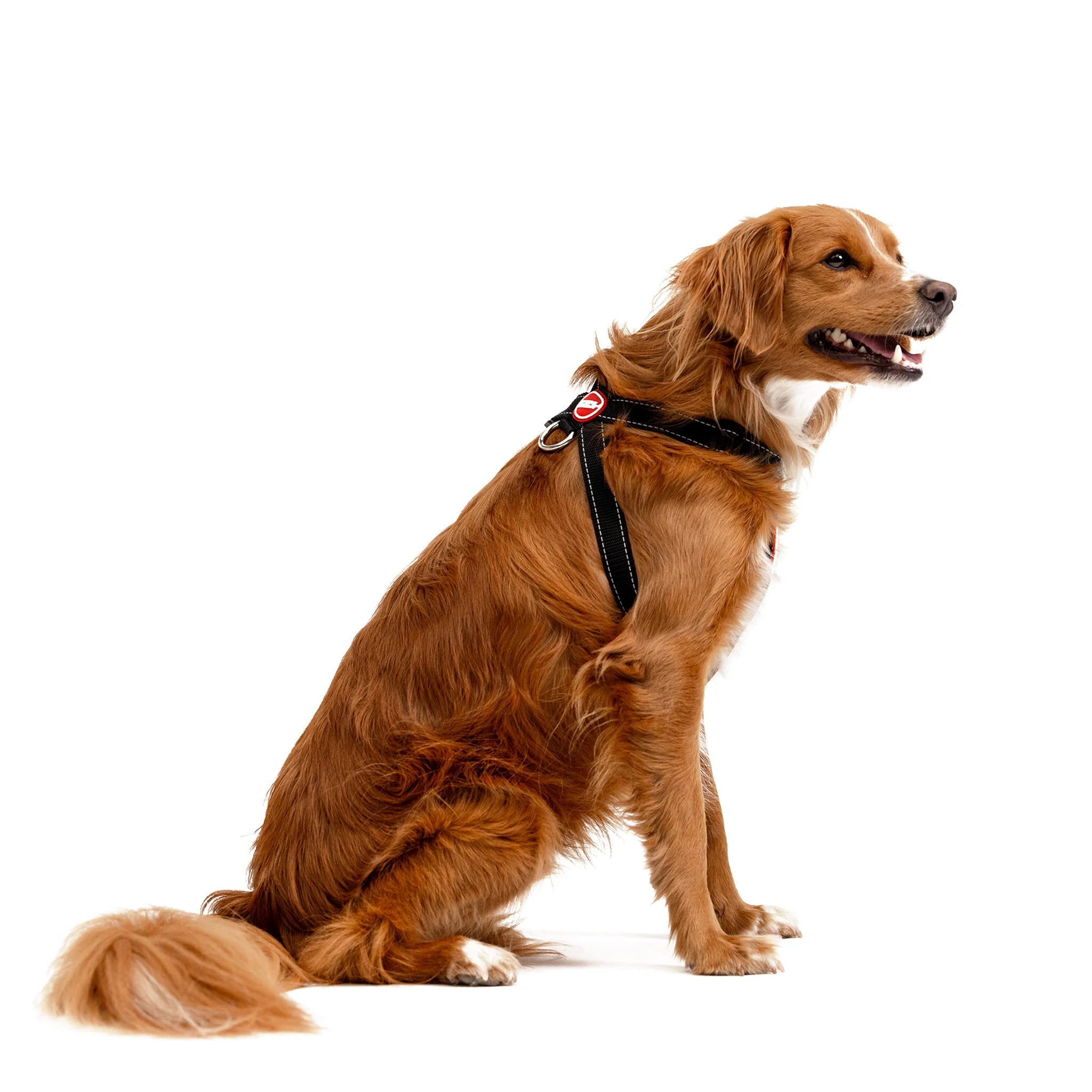 EzyDog Chest Plate Harness vet-n-pet DIRECT - Main Image