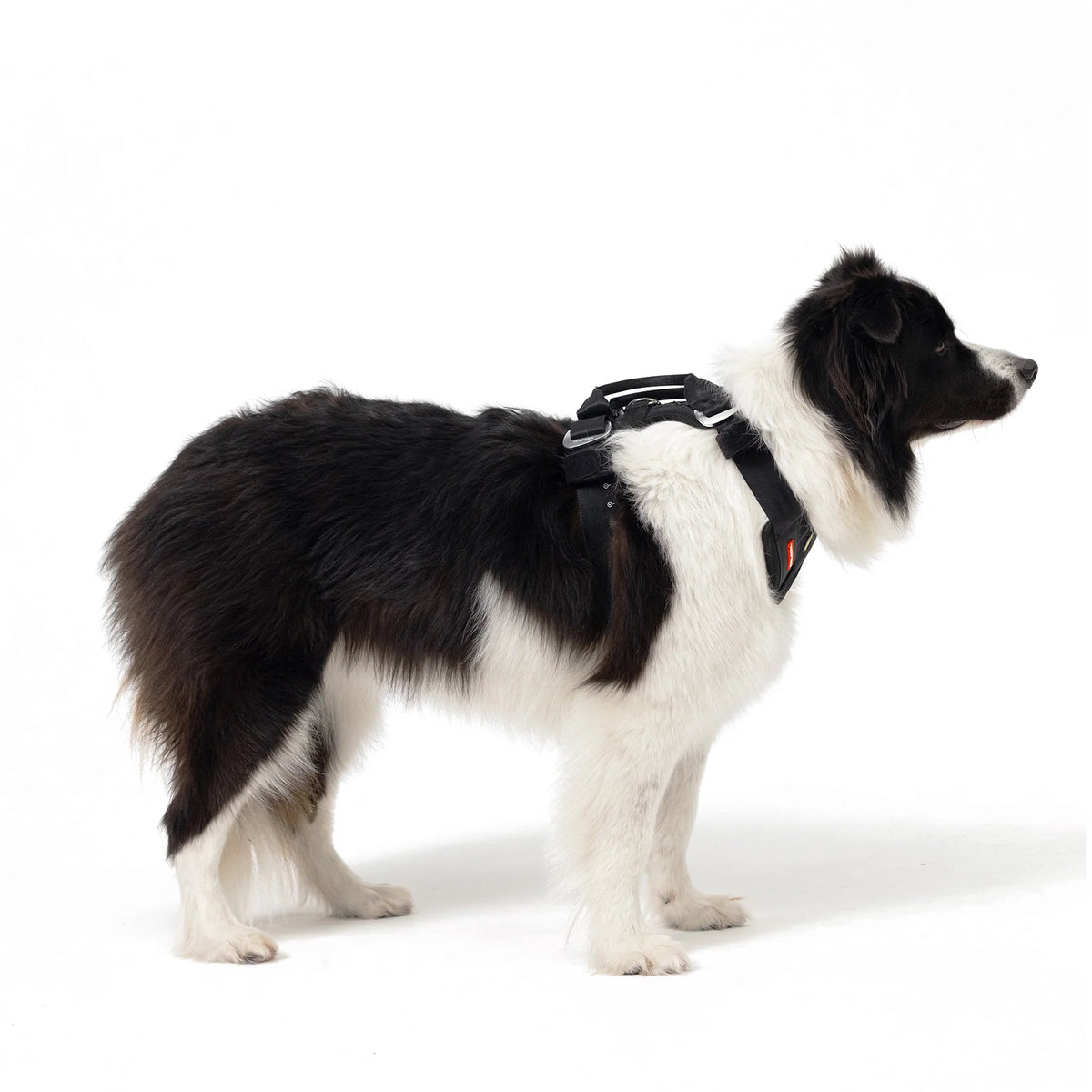 EzyDog Drive Car Safety Harness for Dogs