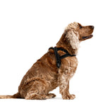 EzyDog Quick-Fit Harness