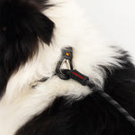 EzyDog Luca Leash Collar Combo