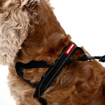 EzyDog Quick-Fit Harness