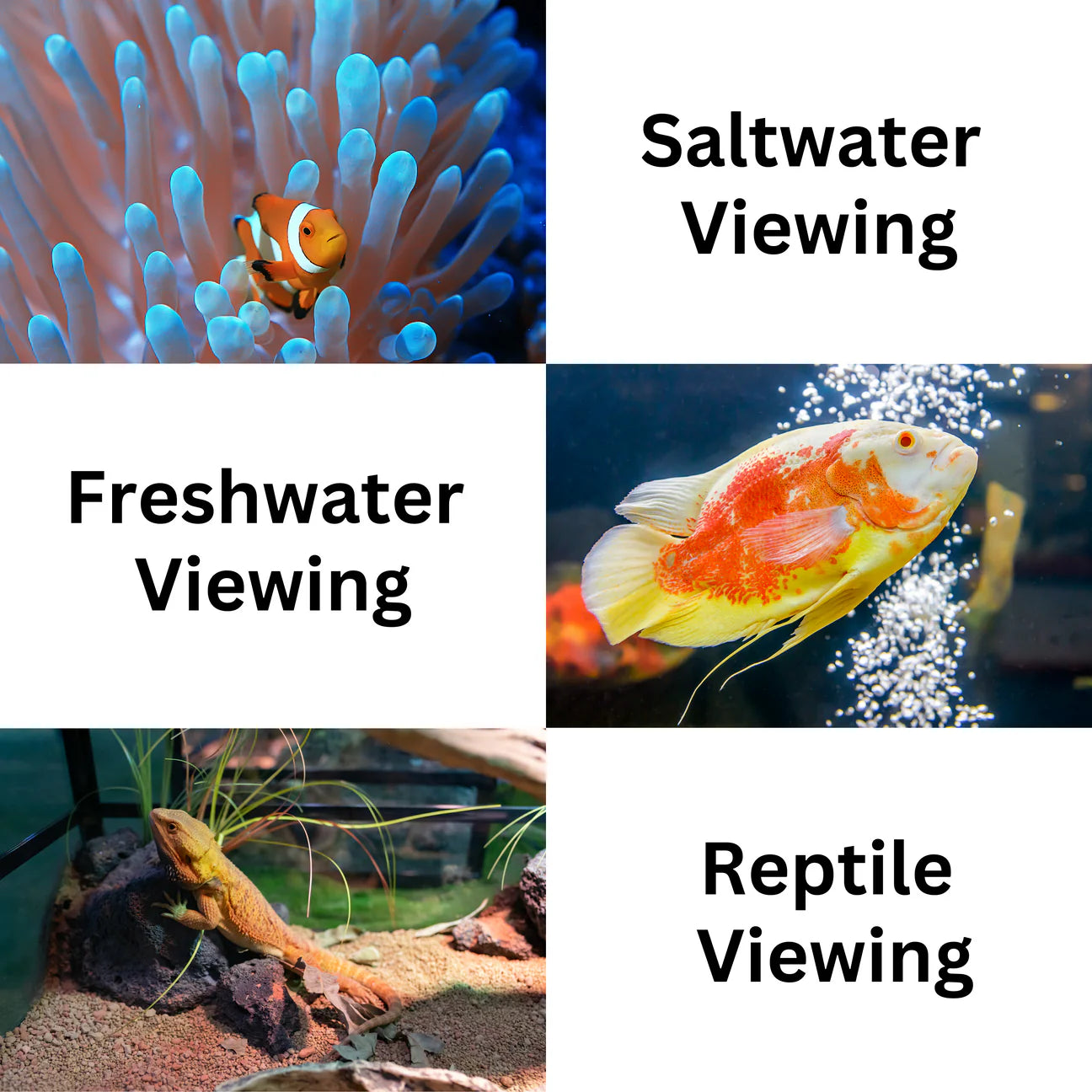 Flipper Deep See Magnified Viewer