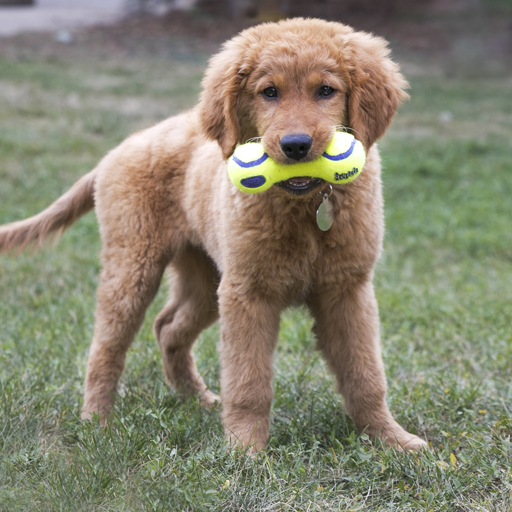 KONG AirDog Squeaker Dumbell