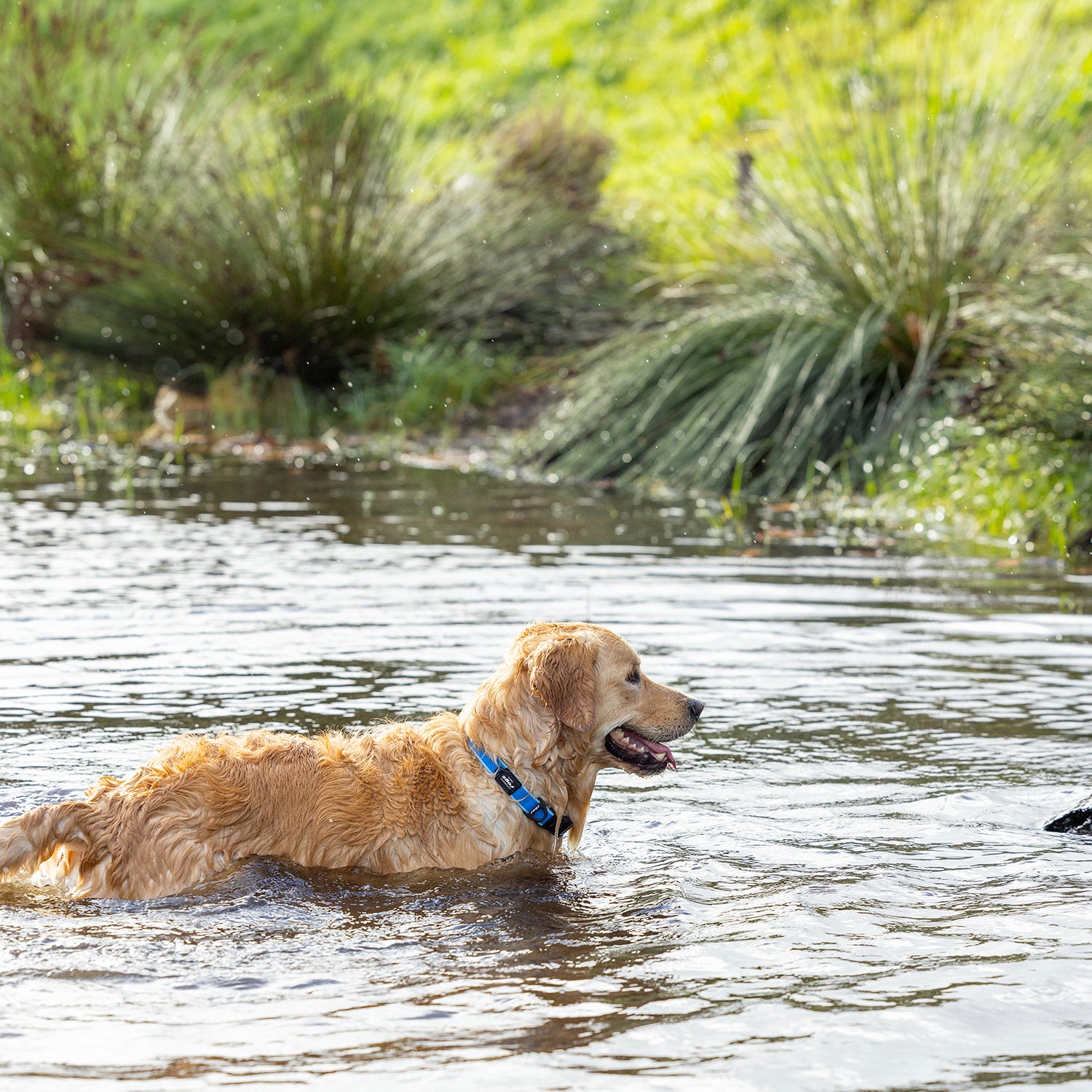 Rogz Amphibian Classic Collar
