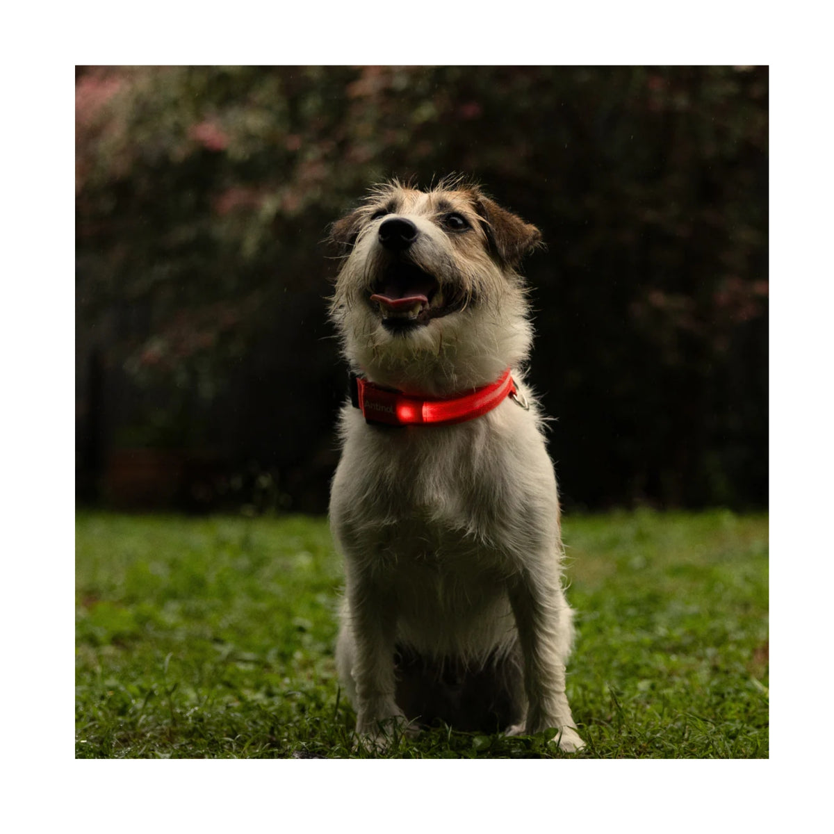 Antinol Light-up Collar - Free Gift with Purchase of Antinol - Limit One Per Customer