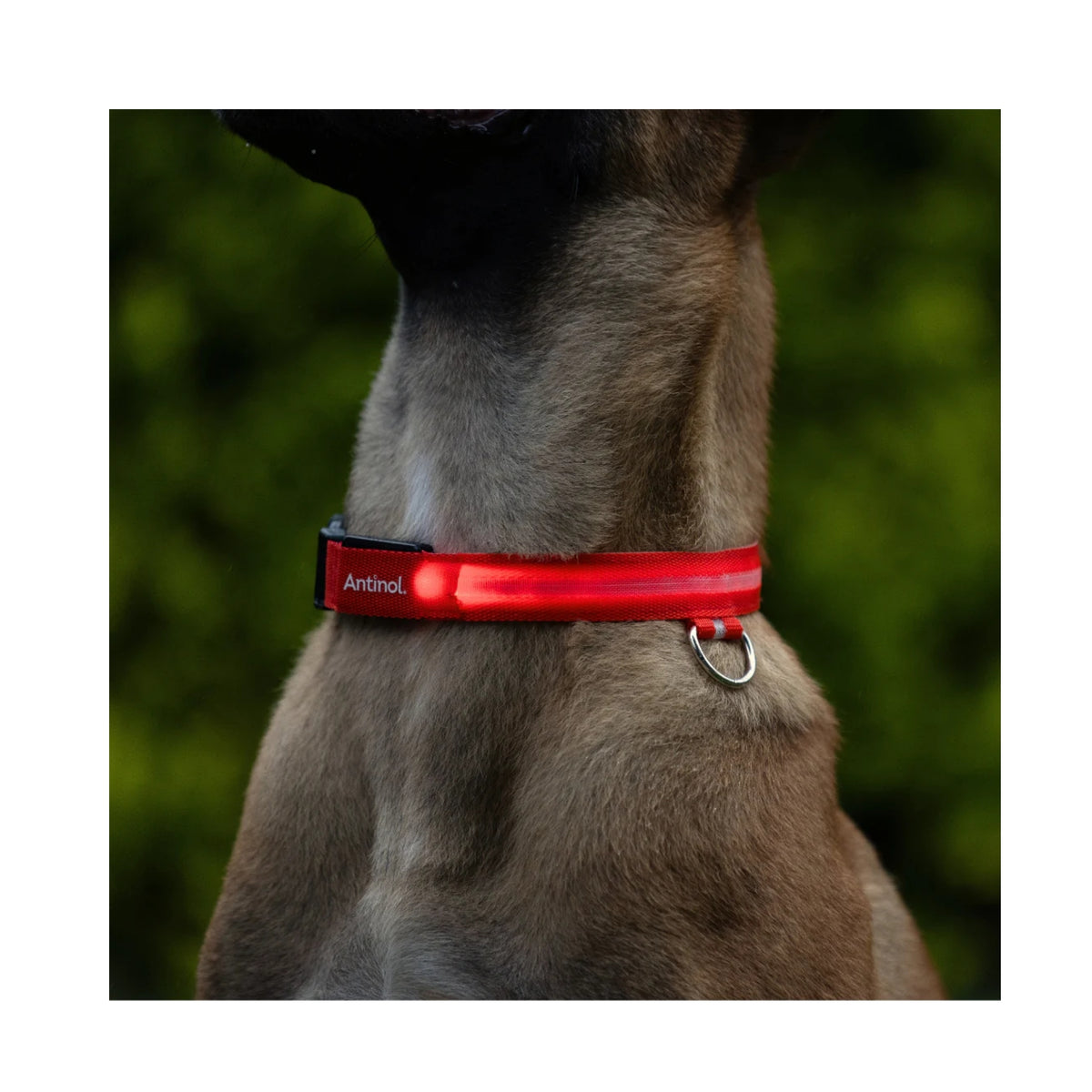 Antinol Light-up Collar - Free Gift with Purchase of Antinol - Limit One Per Customer
