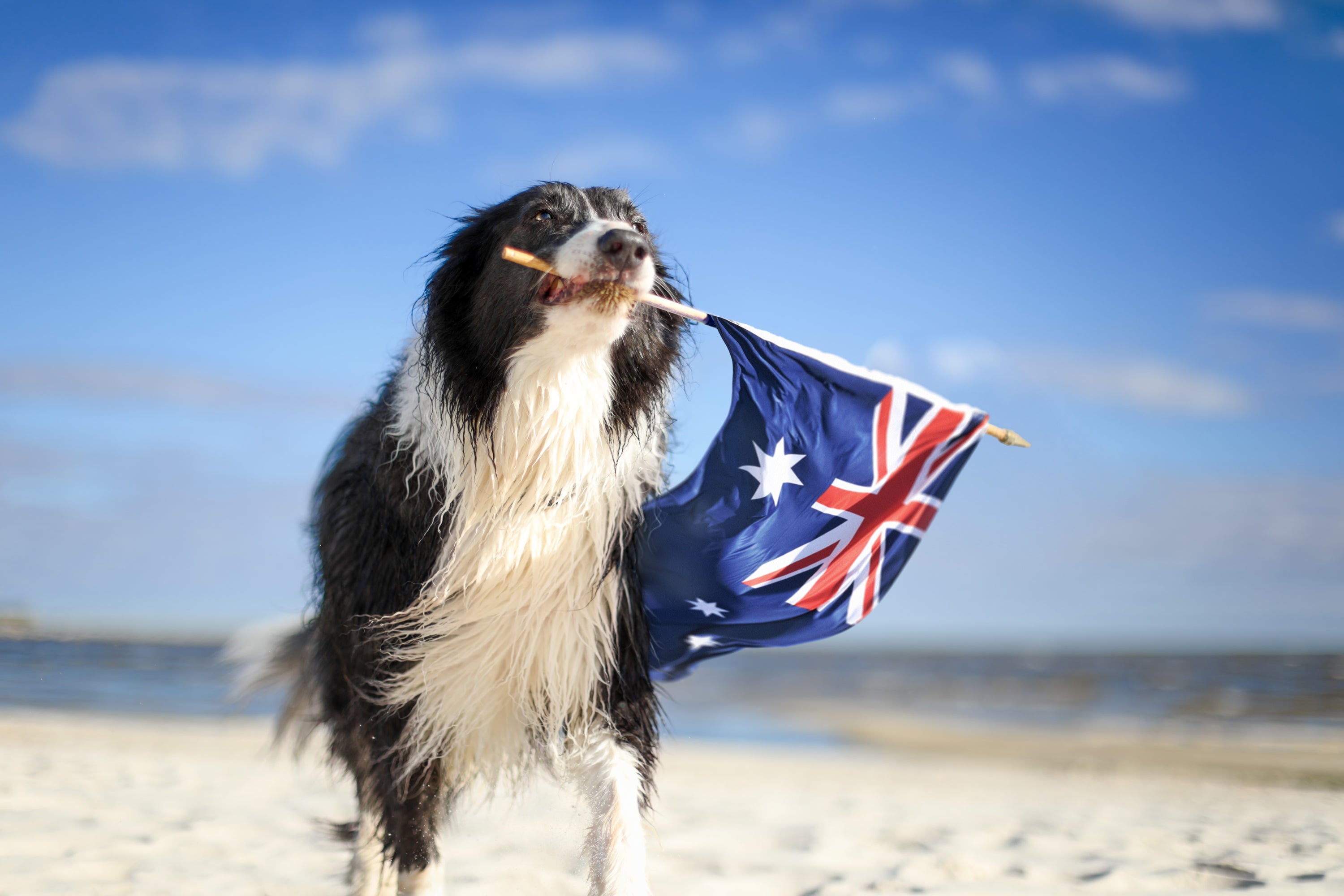Dog Treats - Australian Made