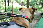 EzyDog CheckMate Collar
