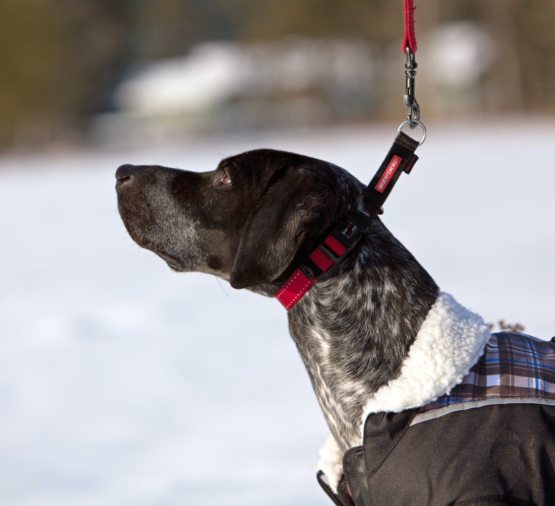 EzyDog CheckMate Collar