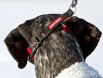 EzyDog CheckMate Collar