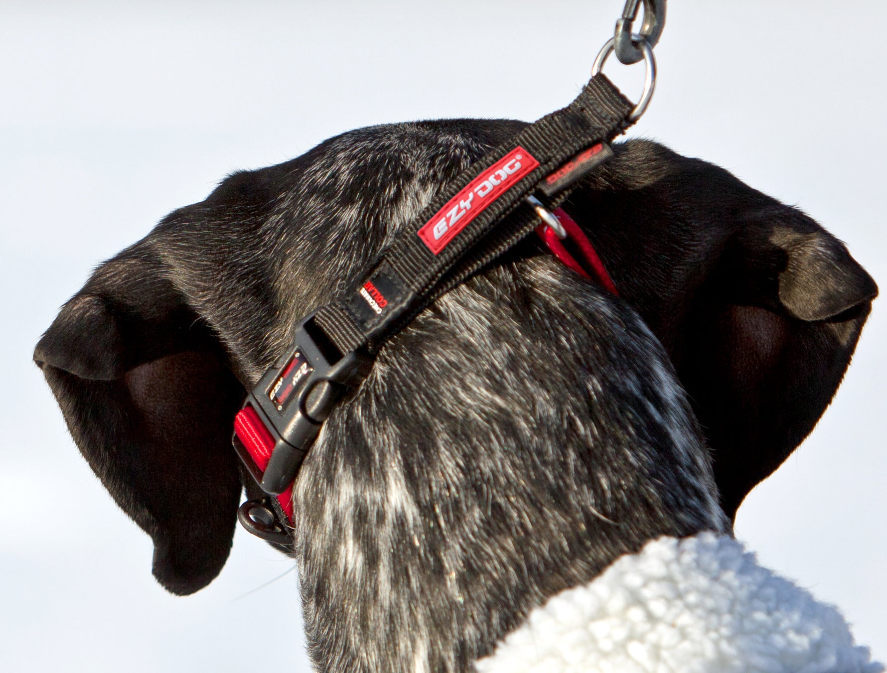 EzyDog CheckMate Collar