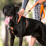 Rogz Utility Classic Fixed Length Lead