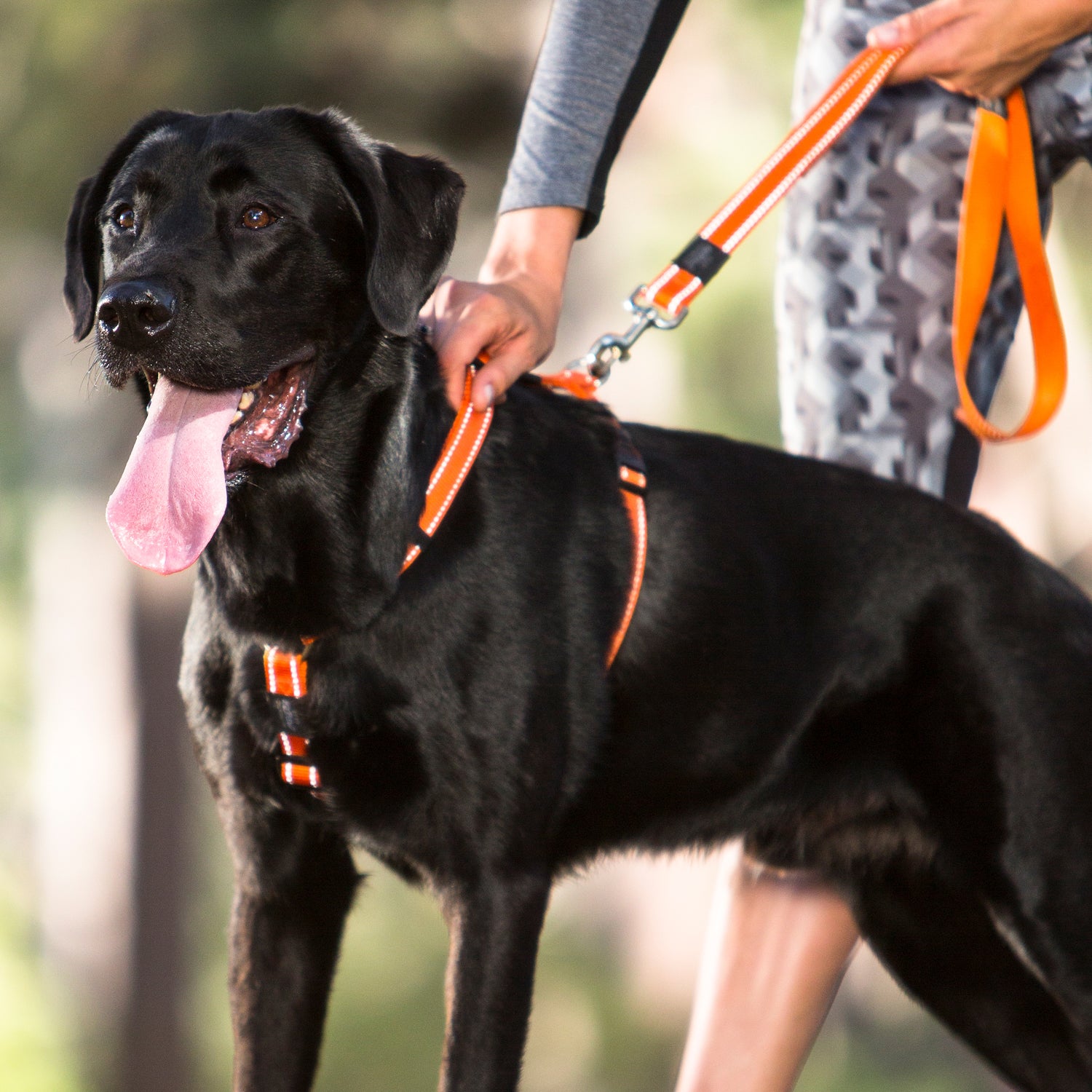 Rogz Utility Classic Fixed Length Lead