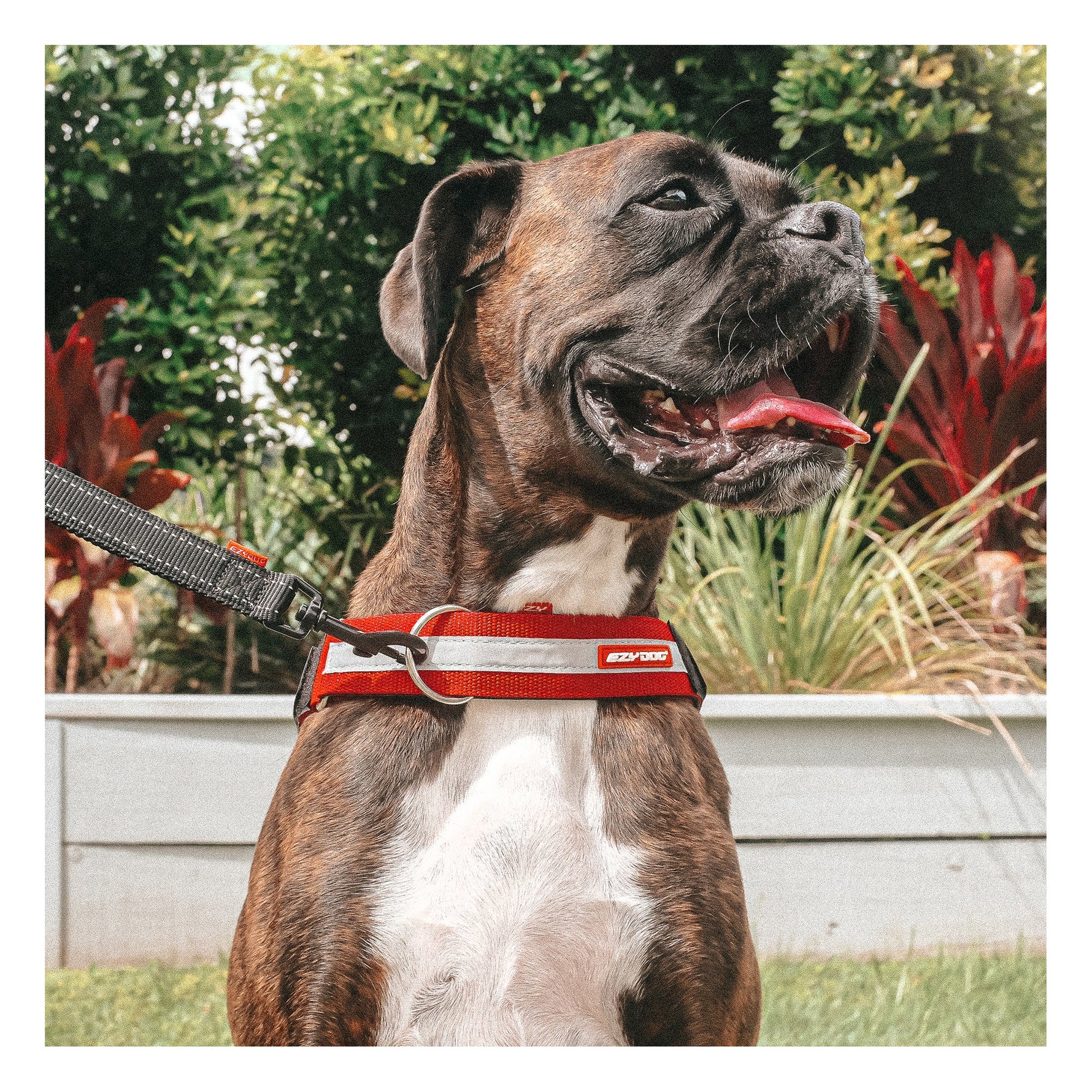 EzyDog UpFront D-Ring Attachment