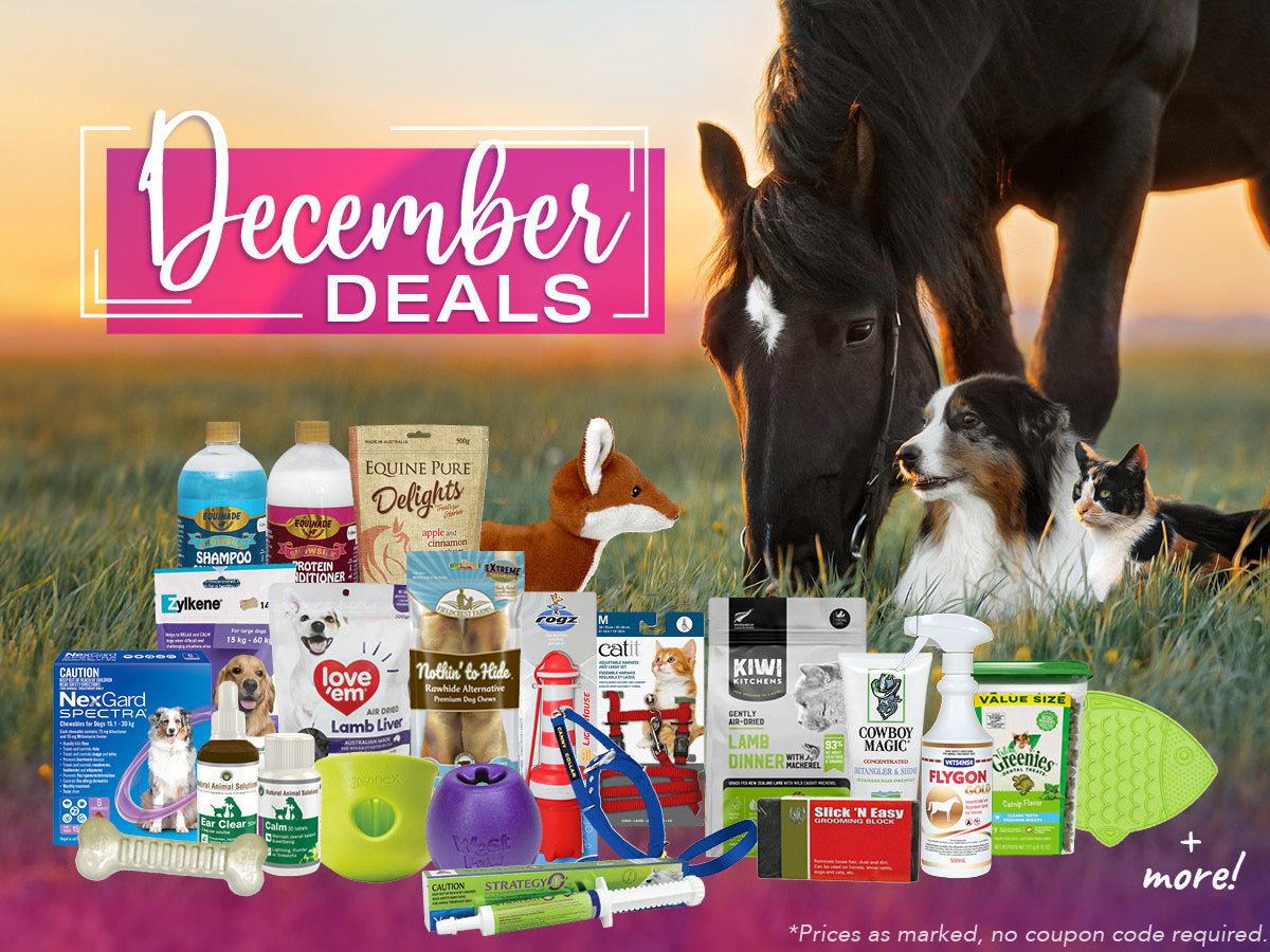 December Specials for your pet
