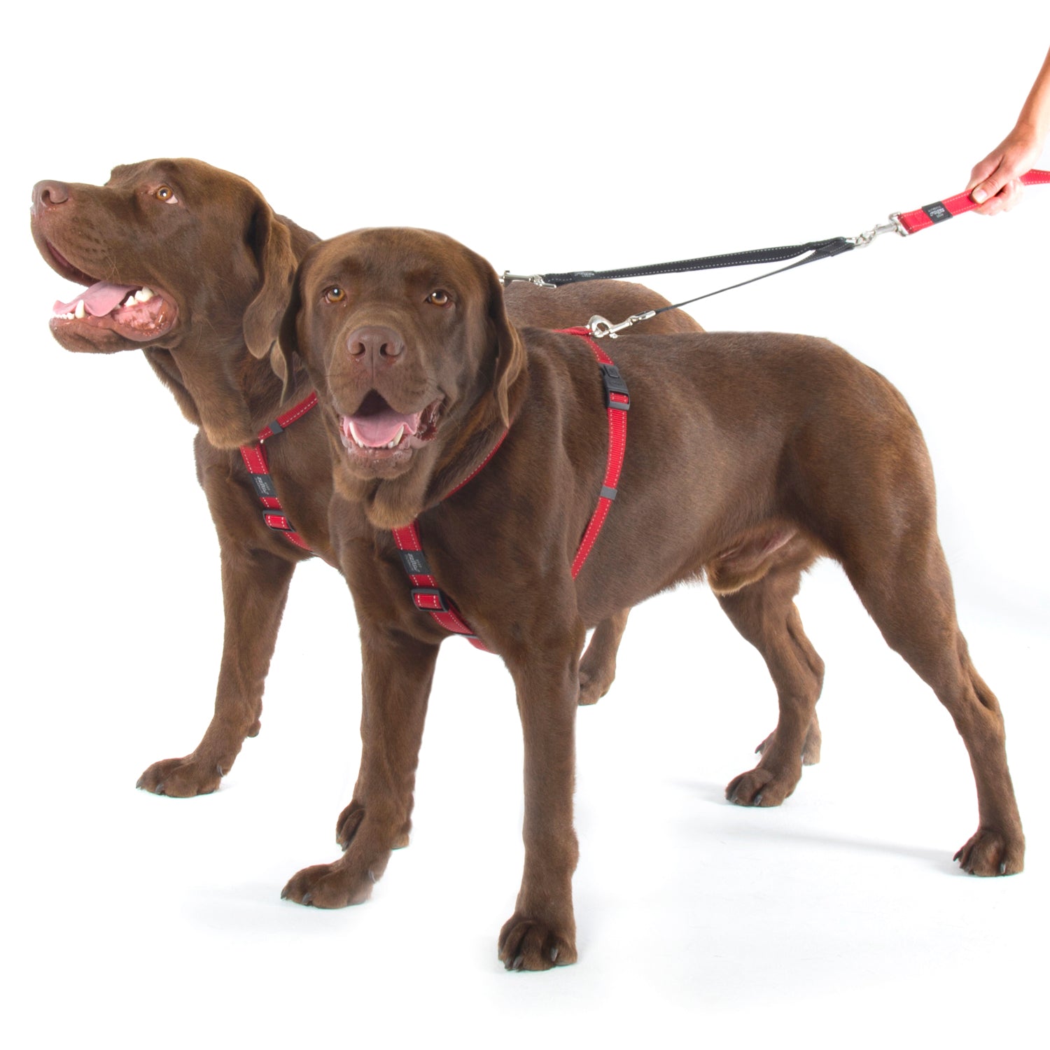 Rogz Utility Double Split Lead - vet-n-pet DIRECT