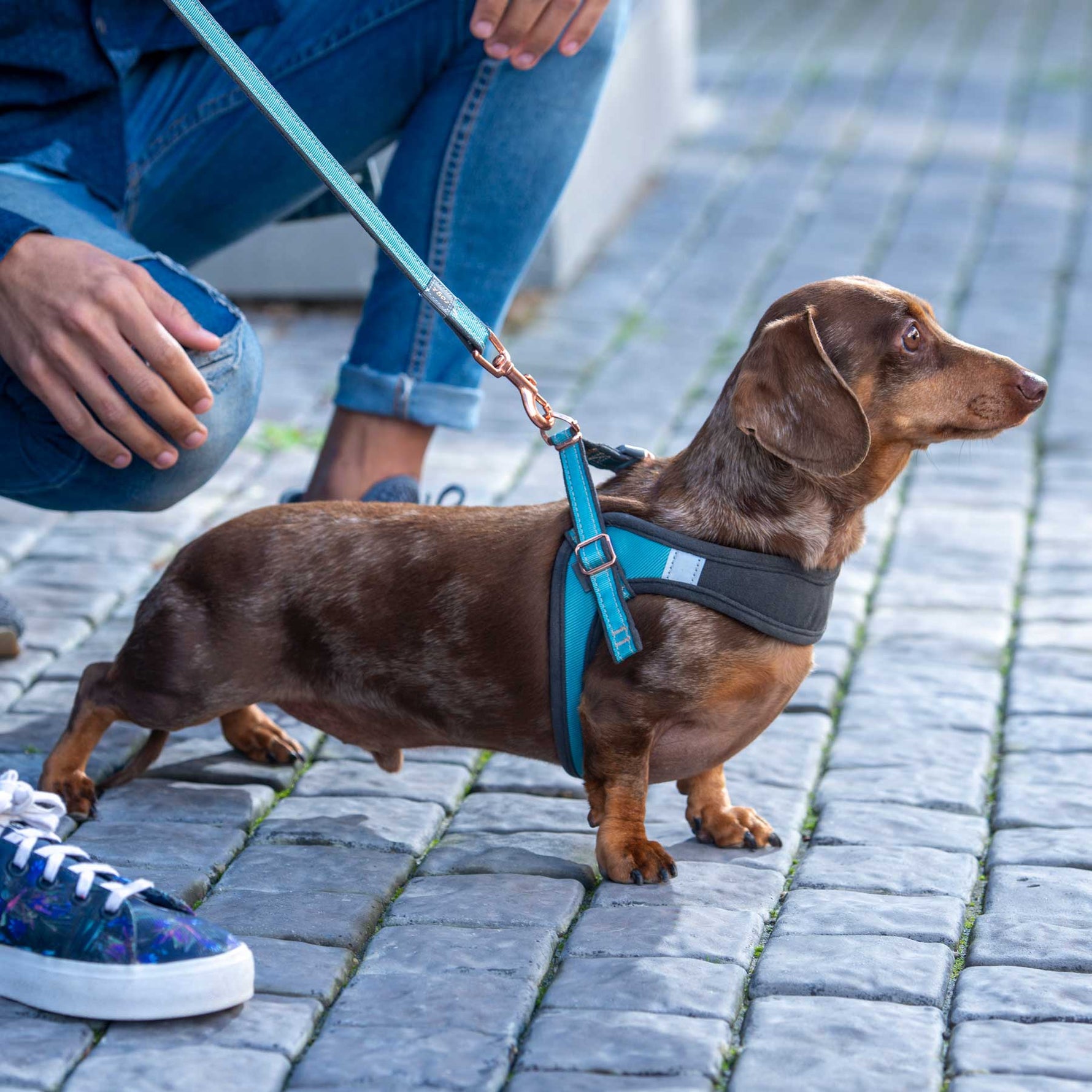 Rogz Urban Small Dog Adjustable Fast Fit Harness