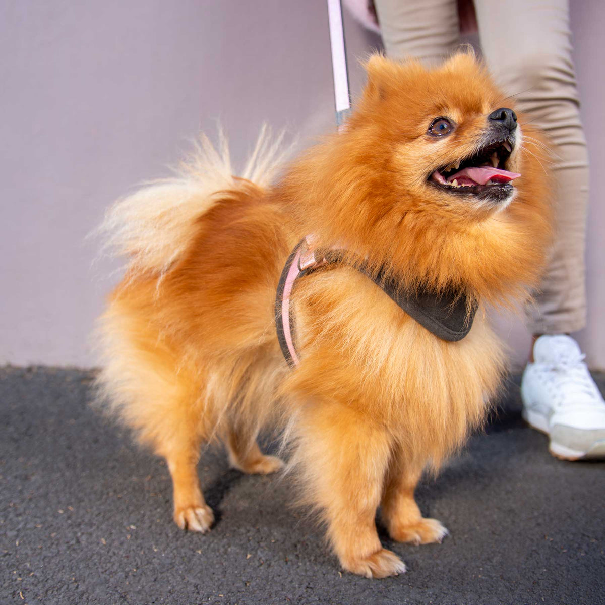 Rogz Urban Small Dog Adjustable Fast Fit Harness