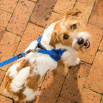 Rogz Utility Fast-Fit Harness - XXSmall Only!