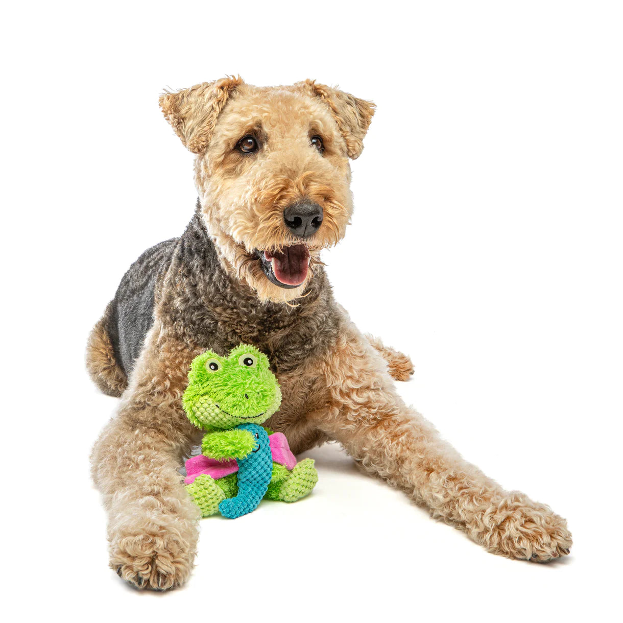Dog Toys & Enrichment