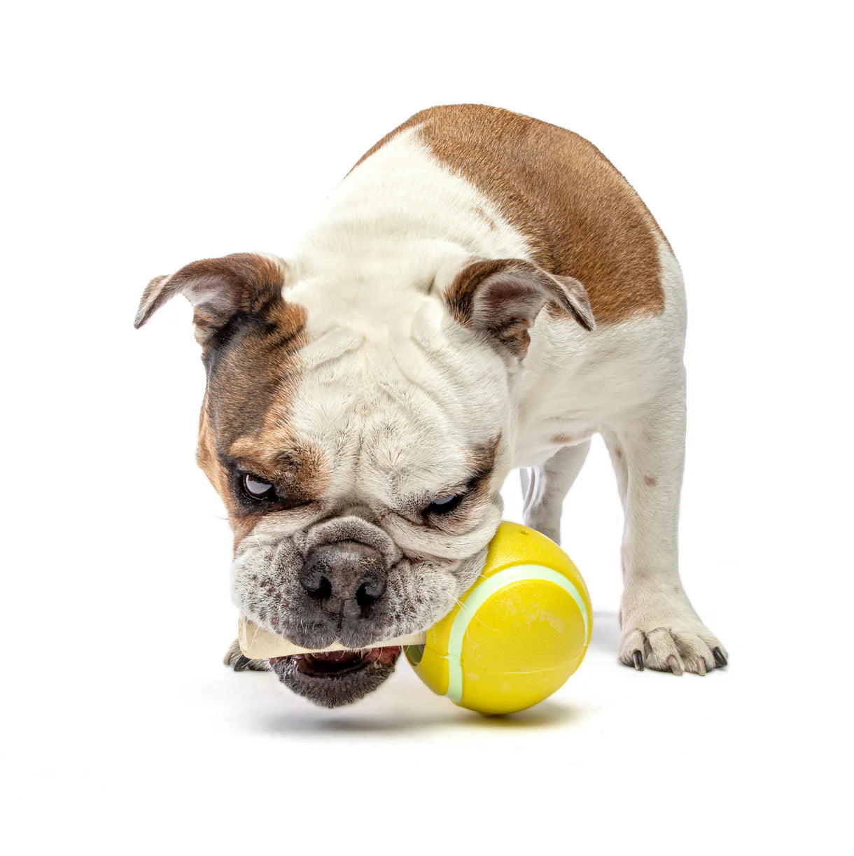 Guru Tennis Treat Ball