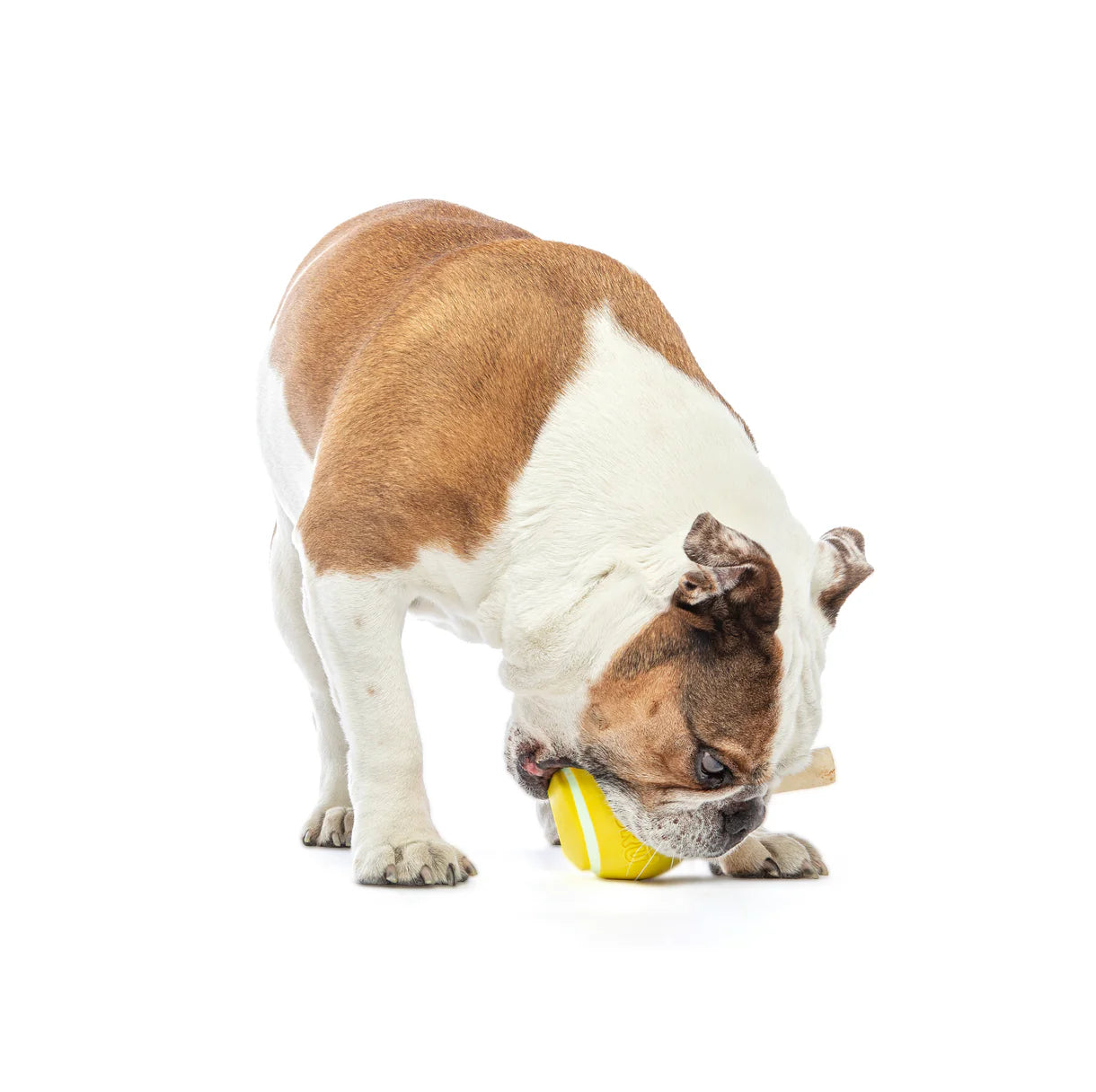 Guru Tennis Treat Ball