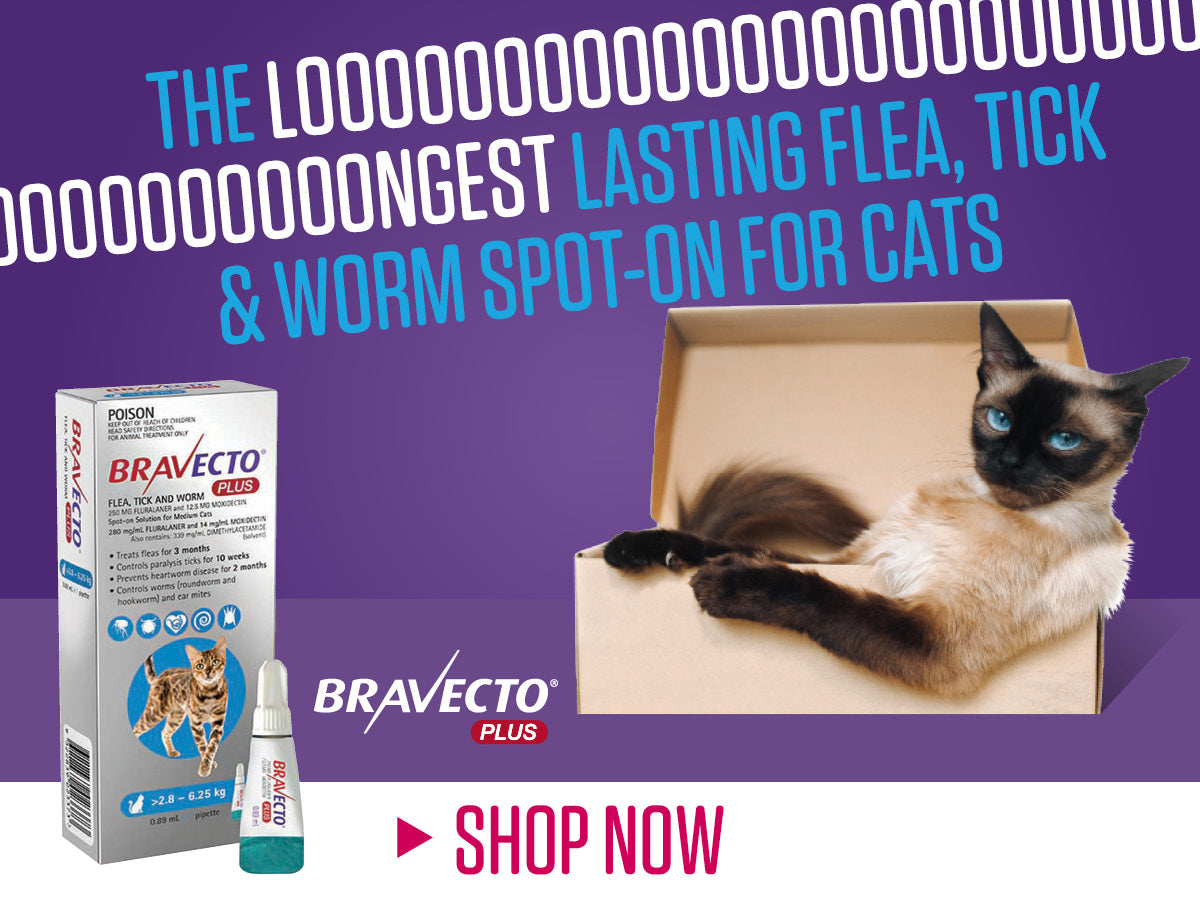 Bravecto Plus Spot-On for Cats