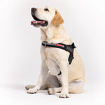 EzyDog Express Harness