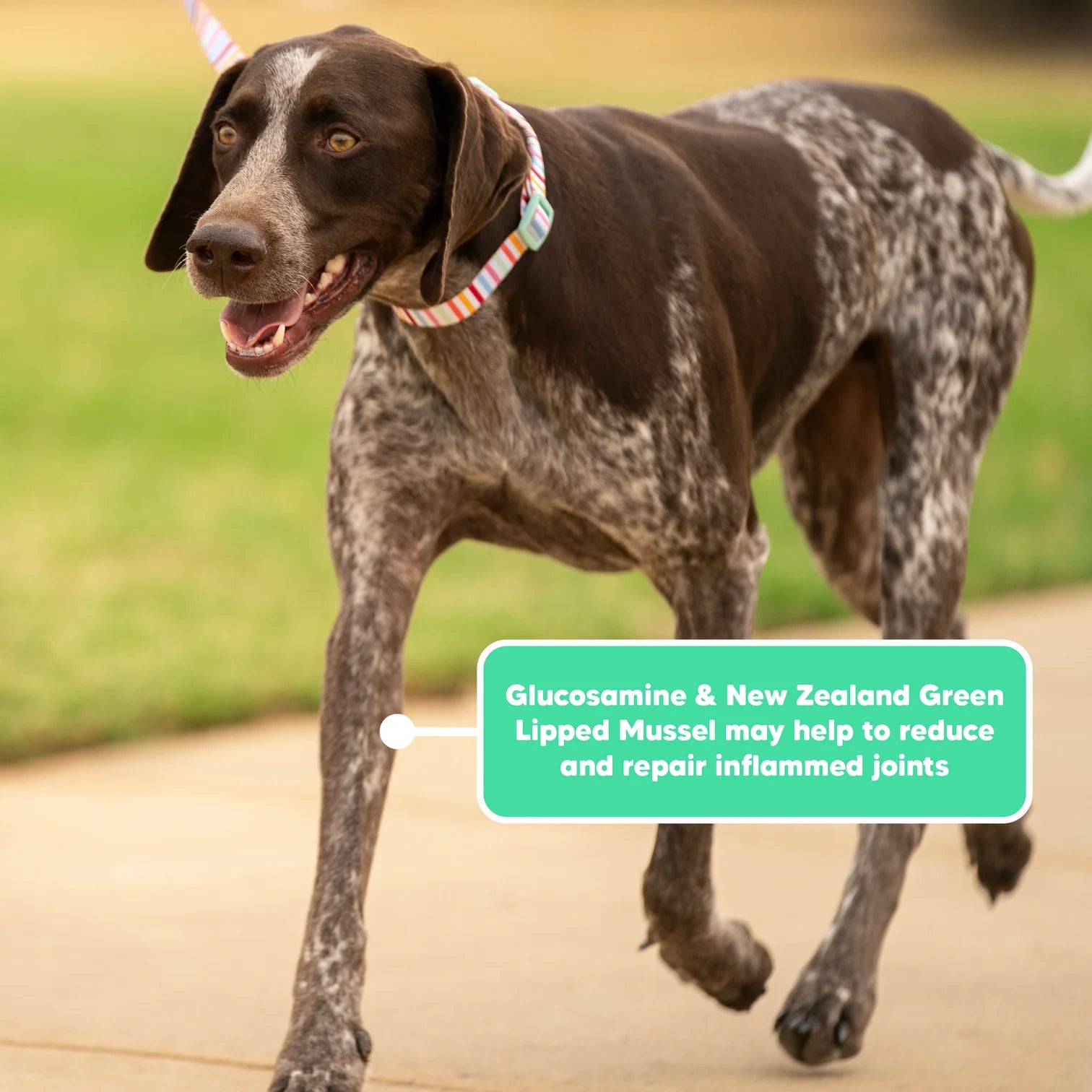 Lovebites FlexJoint Chews for Dogs