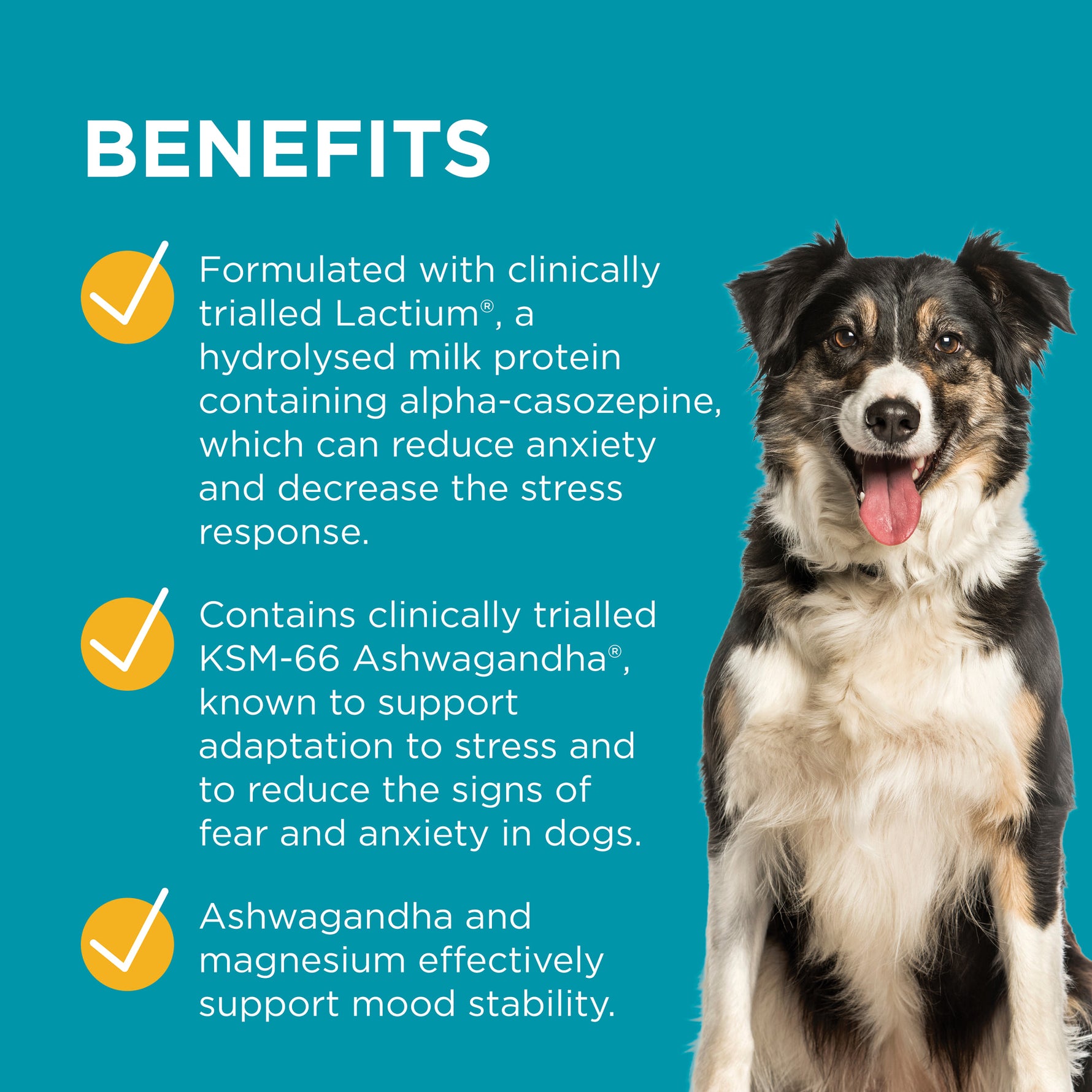 PAW Advanced Calm Stress & Anxiety Support for Dogs