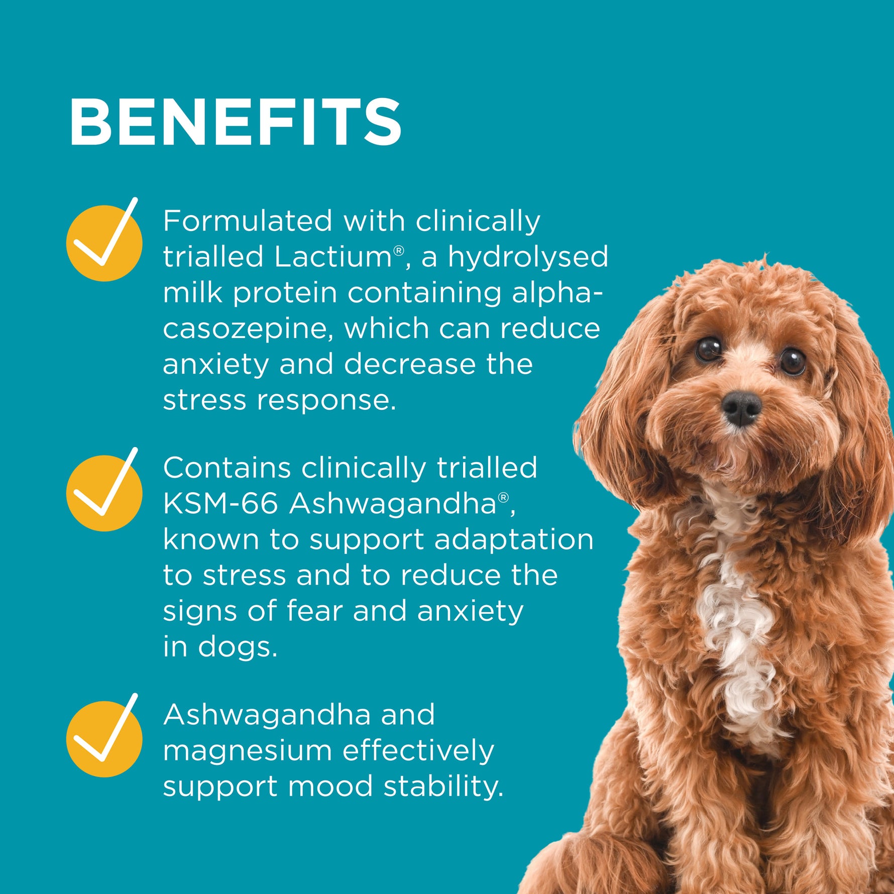 PAW Advanced Calm Stress & Anxiety Support for Dogs