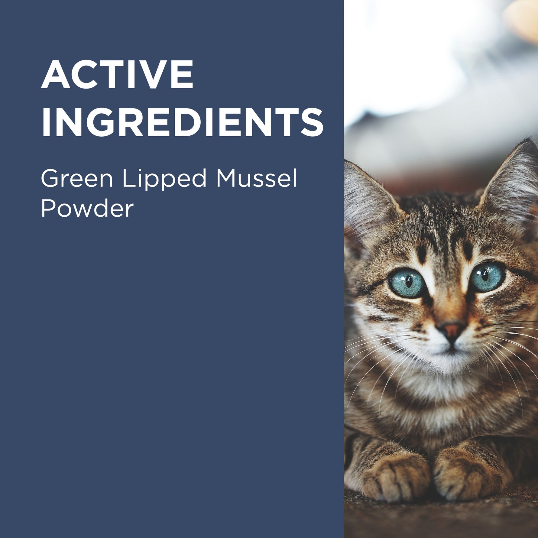 PAW OsteoSupport Joint Care Powder for Cats 60's