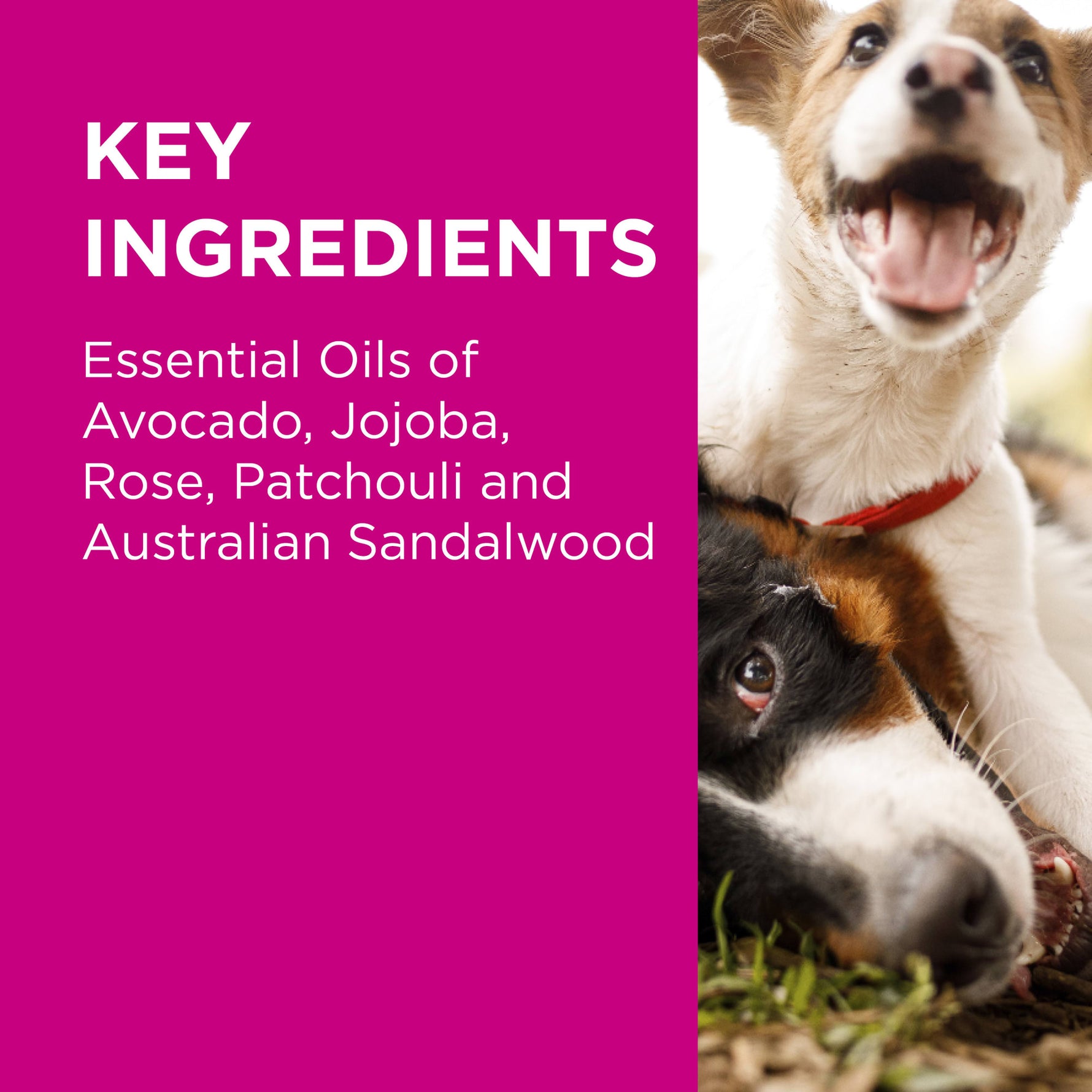 PAW Sensitive Skin Range for Dogs