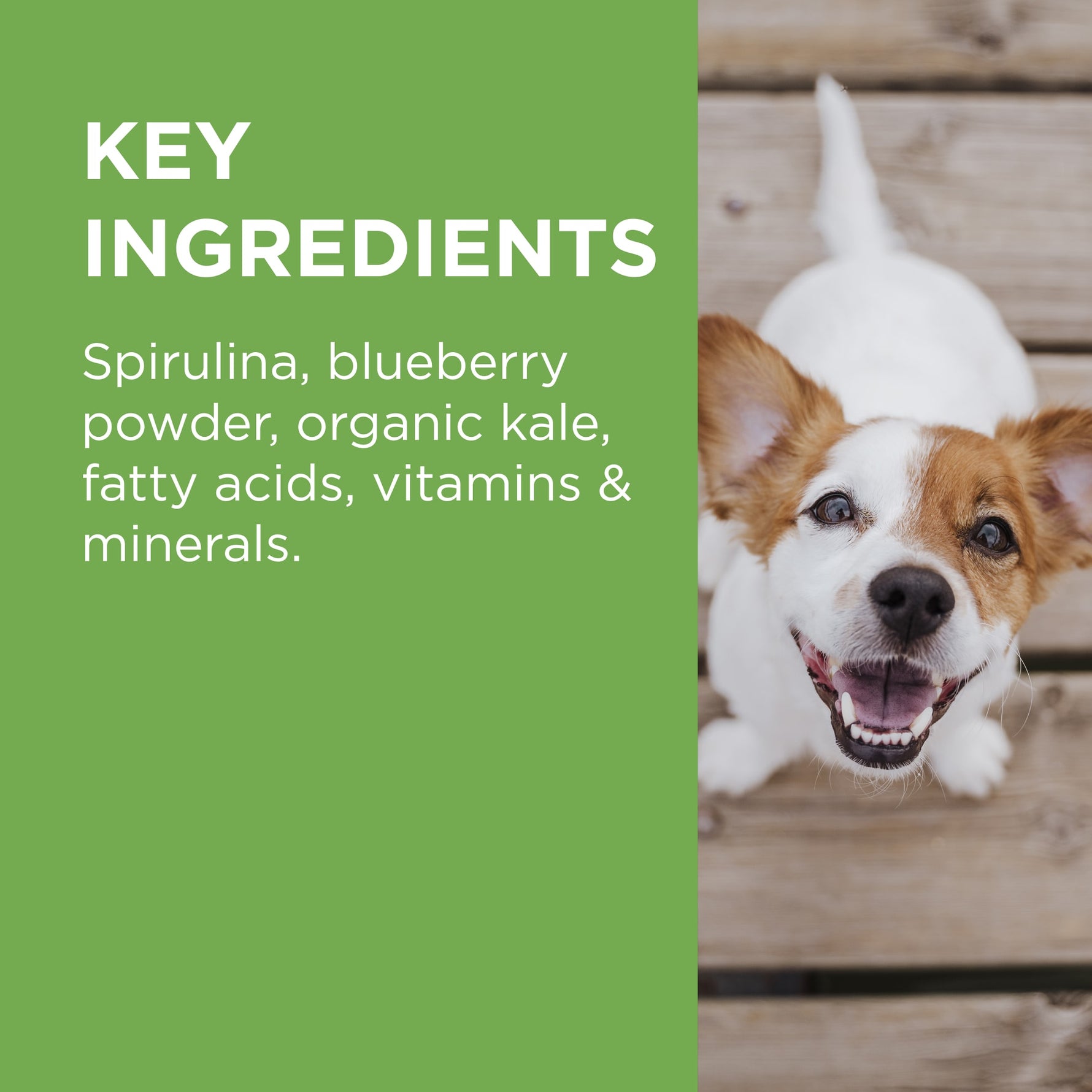 PAW Wellness + Vitality Multivitamin & Wholefood Chews 300g